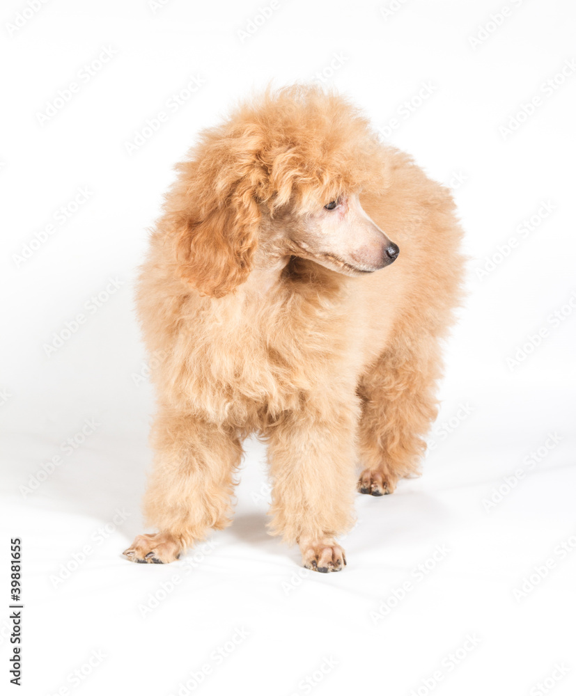 Apricot poodle puppy portrait on a white background