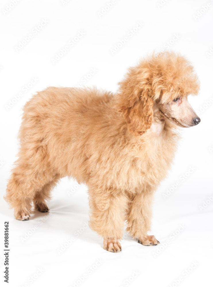 Apricot poodle puppy portrait on a white background Apricot poodle puppy portrait on a white background
