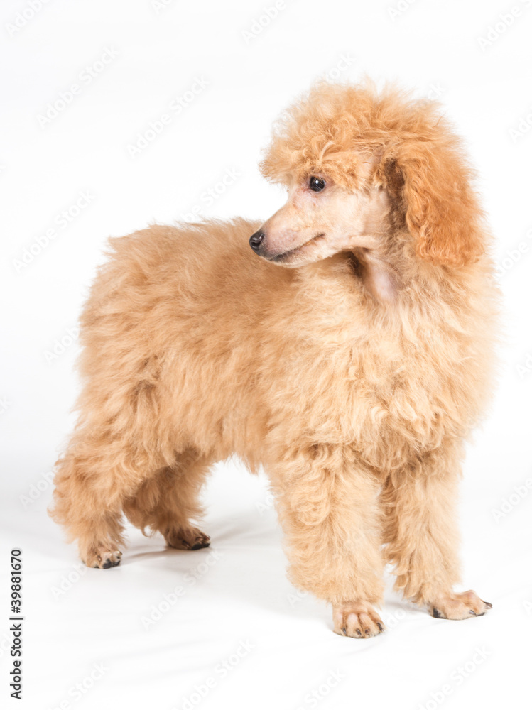 Apricot poodle puppy portrait on a white background Apricot poodle puppy portrait on a white background
