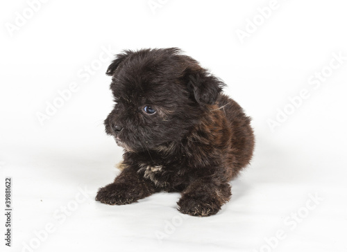 Chihuahua puppy in front of white background