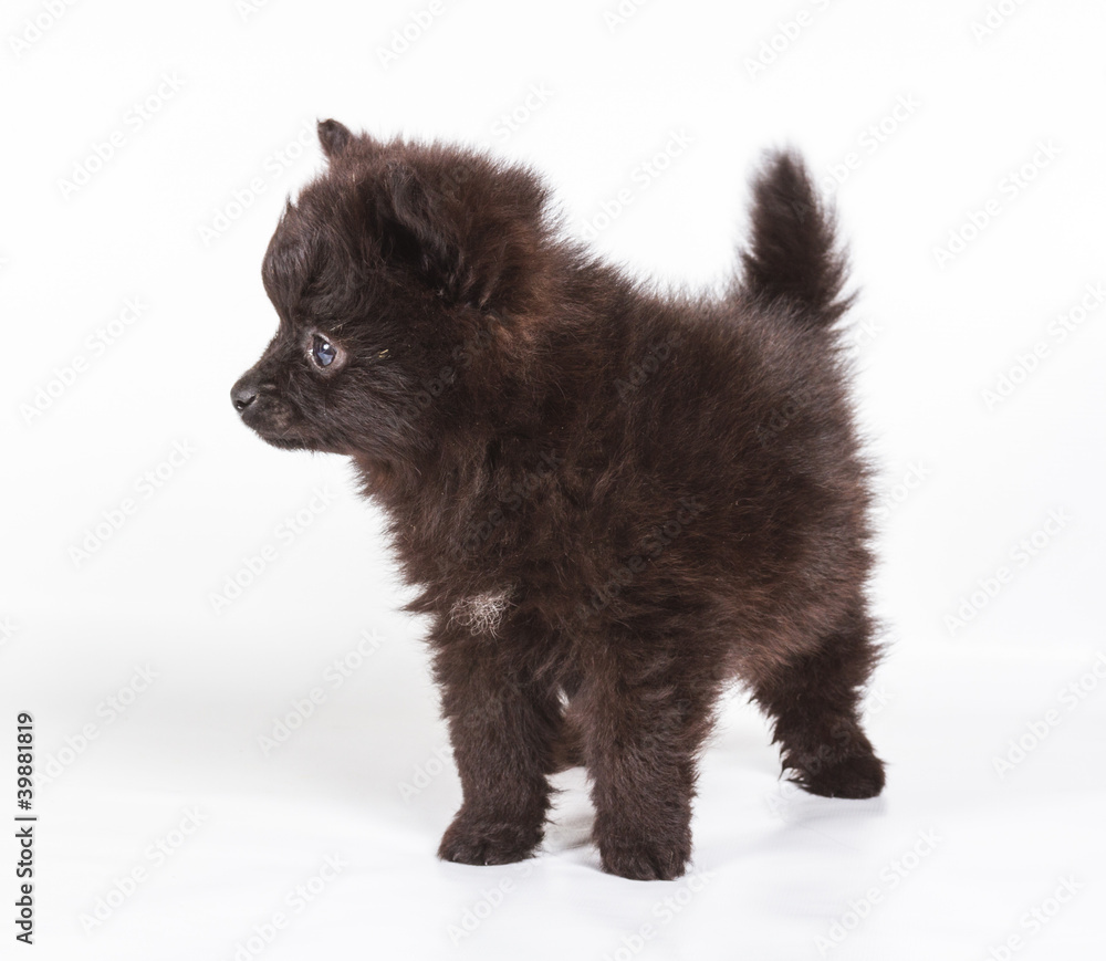 Spitz puppy in front of white background . Pomeranian dog isolat