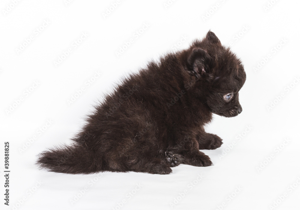 Spitz puppy in front of white background . Pomeranian dog isolat Spitz puppy in front of white background . Pomeranian dog isolat