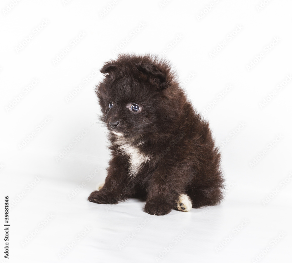 Spitz puppy in front of white background . Pomeranian dog isolat Spitz puppy in front of white background . Pomeranian dog isolat