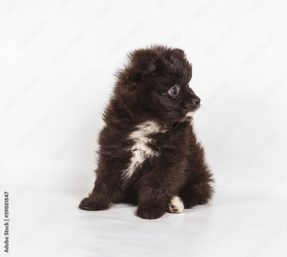 Spitz puppy in front of white background . Pomeranian dog isolat