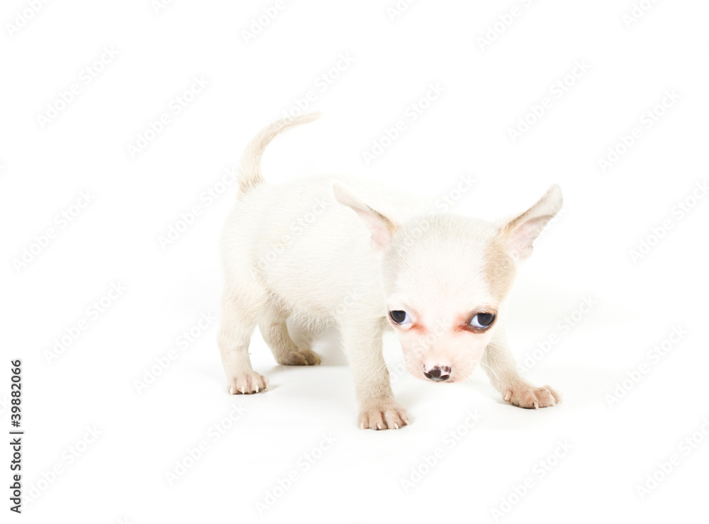 chihuahua puppy (3 months) in front of a white background