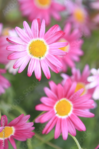 Pink Flower Close up