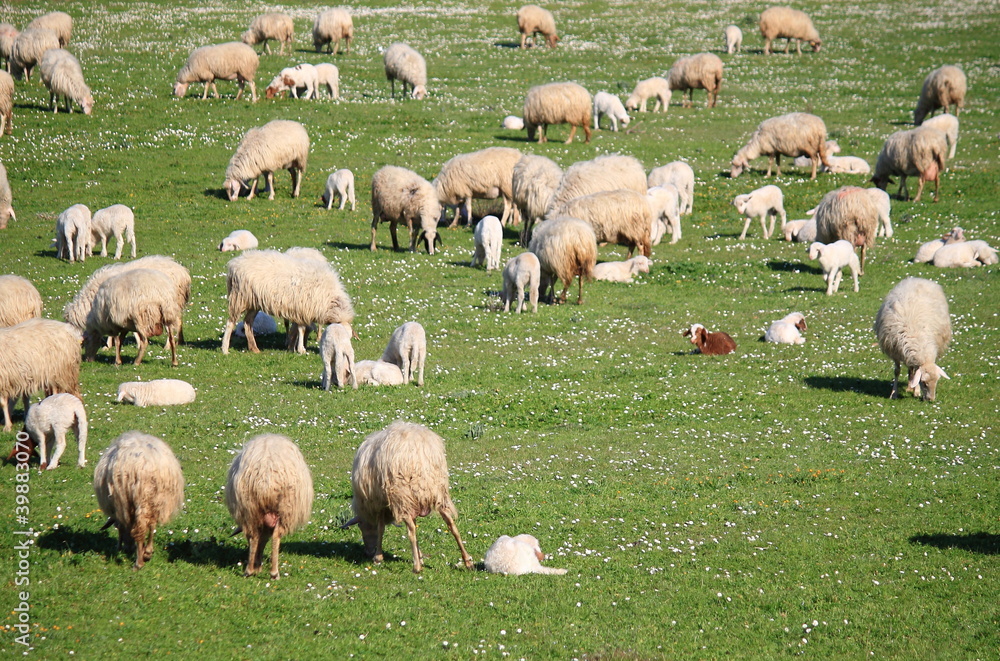 Fototapeta premium Flock of sheep