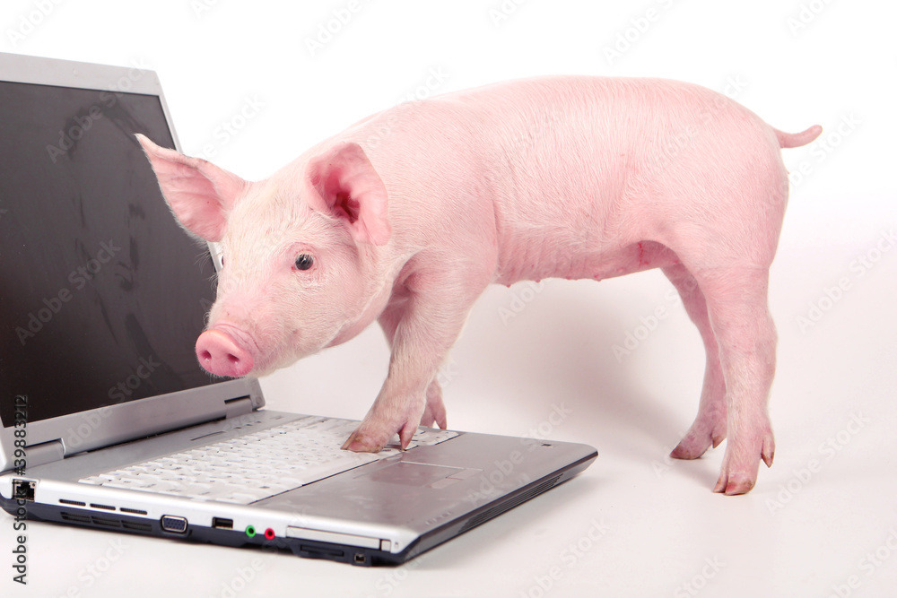 Small pig and a laptop