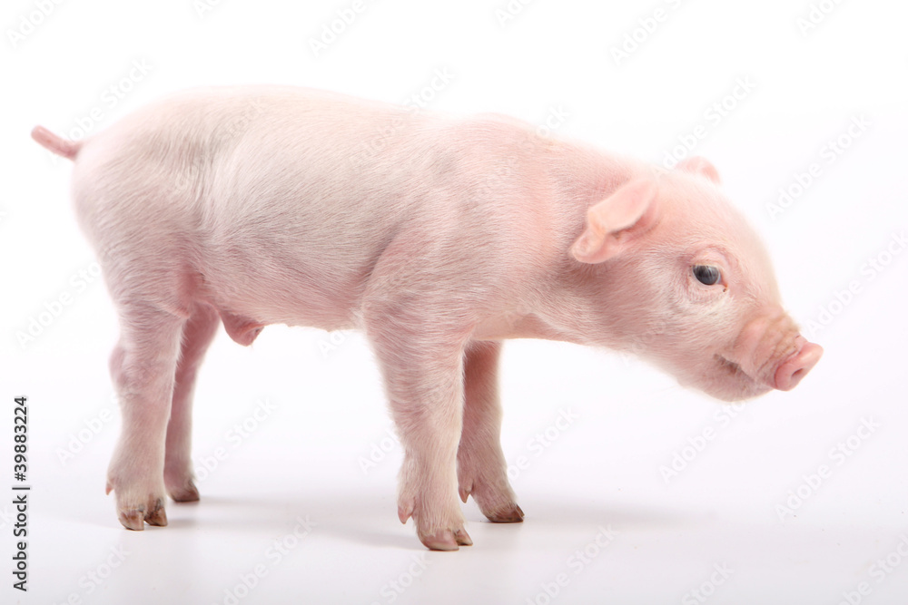 Small pig