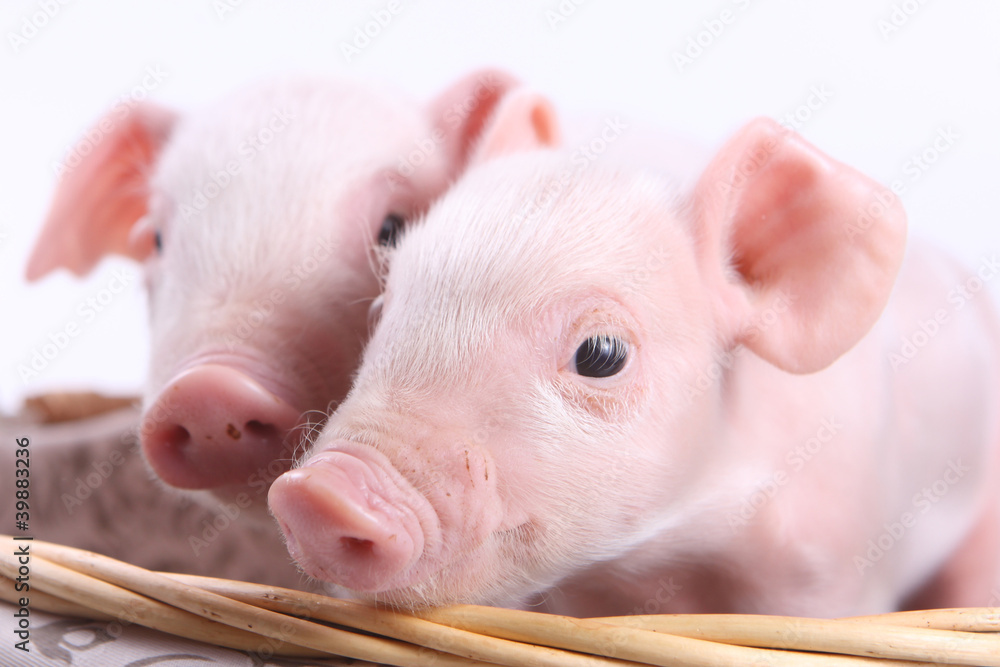 Two little pigs