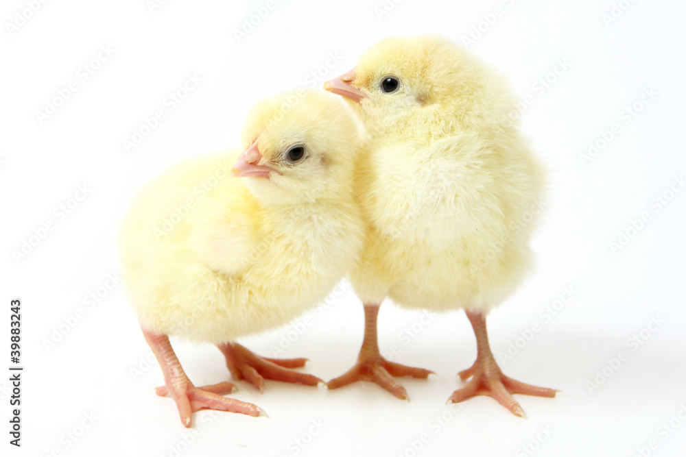 Obraz premium Two little chickens