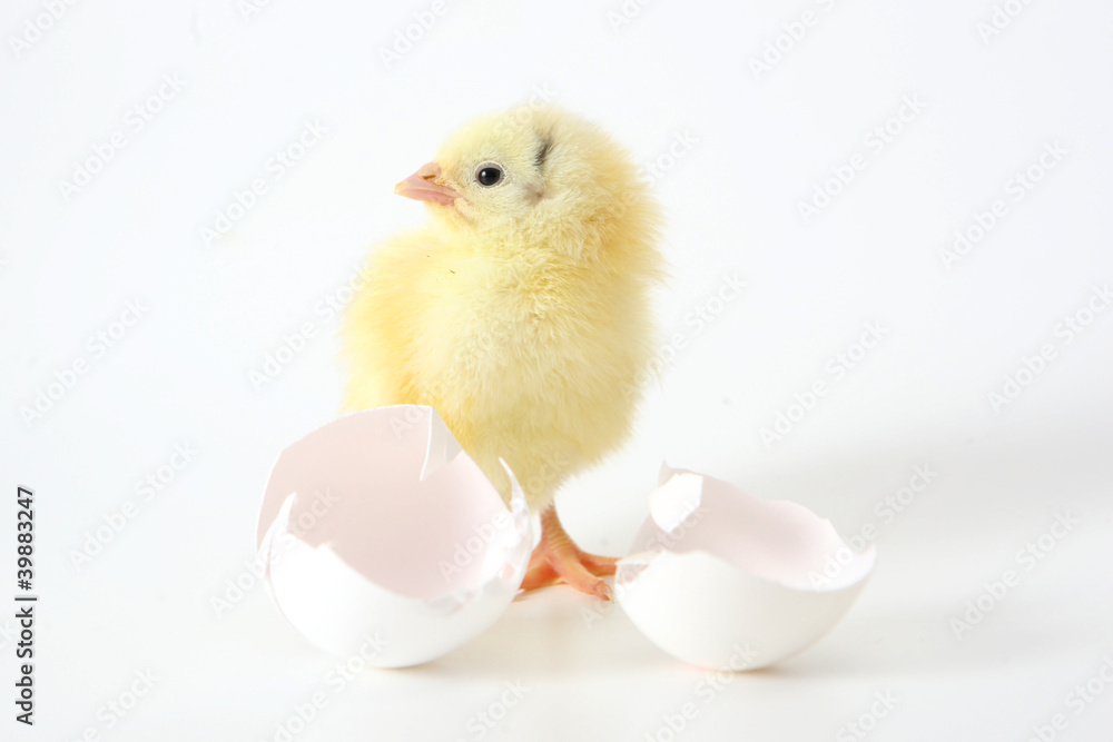 Little chicken near the shell