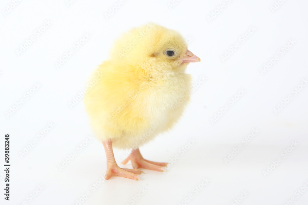 Little chicken
