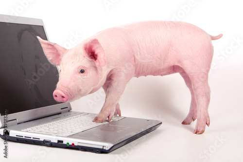 Obraz na płótnie Small pig and a laptop w salonie