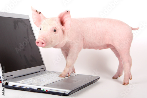Obraz na płótnie Small pig and a laptop w salonie
