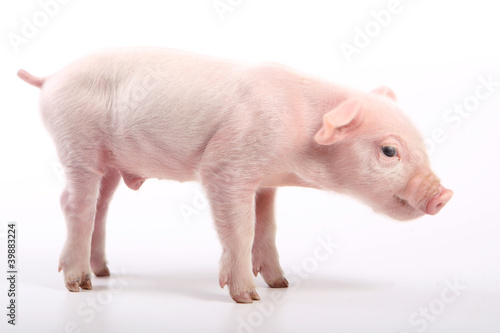 Small pig