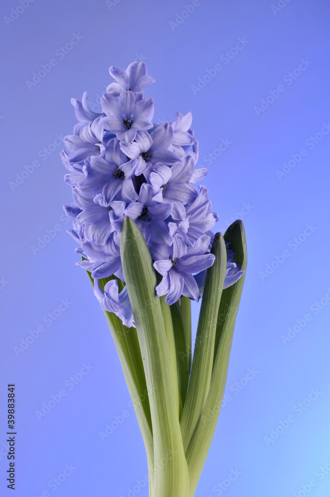 Fototapeta premium Spring flowers of hyacinth on blue background