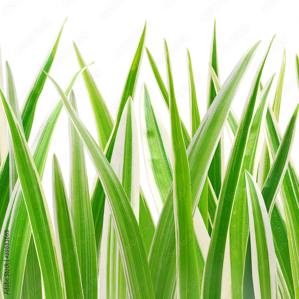 Naklejka premium grass on white background