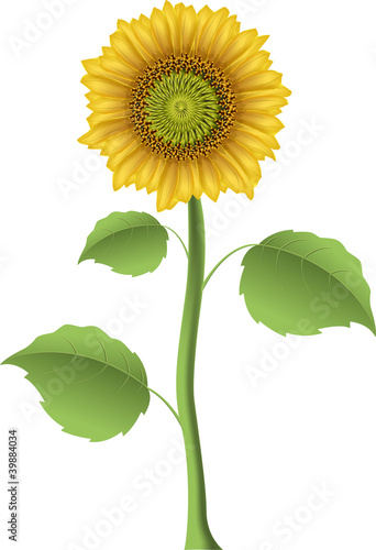 Fototapeta Naklejka Na Ścianę i Meble -  sunflower