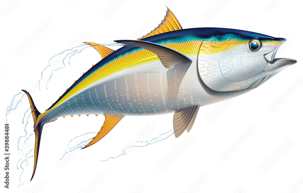 Fototapeta premium Yellowfin tuna