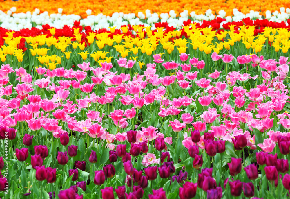 flower field with tulip