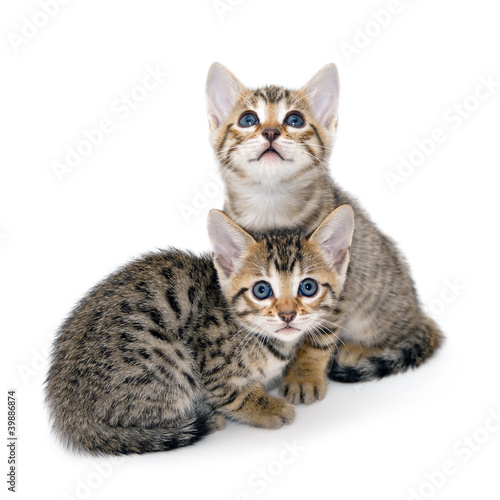 Kittens on a white background © kojihirano