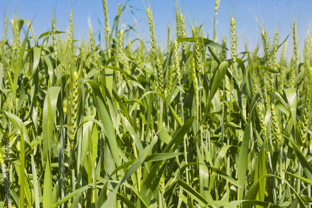 Spring wheat field Spring wheat field
