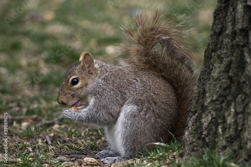 Squirrel © olgaperevalova