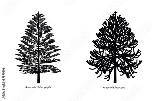 Two Different Araucaria Species Illustration photo