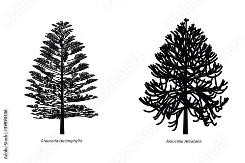 Photos Two Different Araucaria Species Illustration