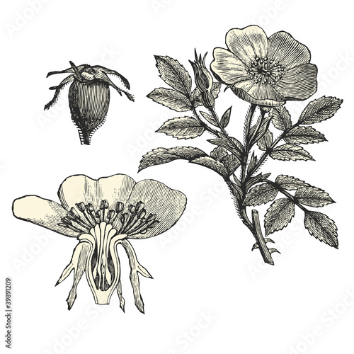 Rosier de la caroline