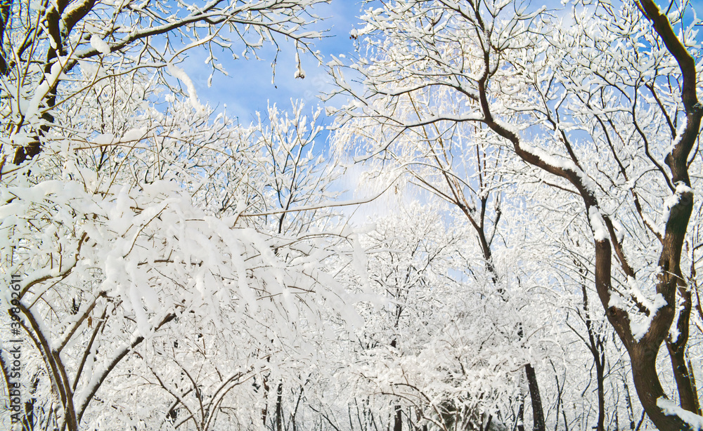 Obraz premium snow and tree