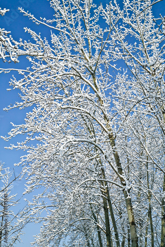 snow and tree