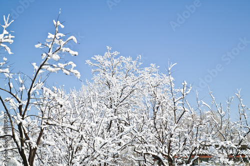 snow and tree