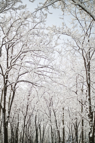 snow and tree