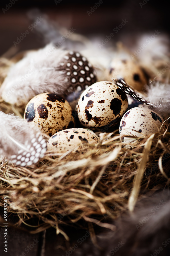 Quail's Eggs and Feathers in a Easter Nest Quail's Eggs and Feathers in a Easter Nest