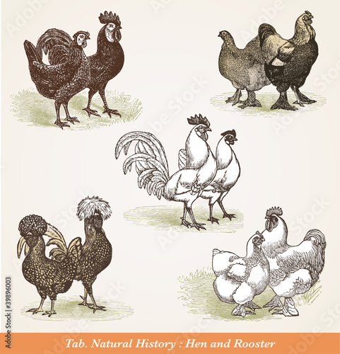 Poules & coqs