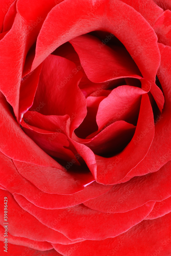 blooming red rose flower macro blooming red rose flower macro