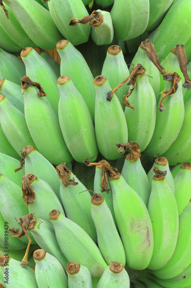 Green banana bunch