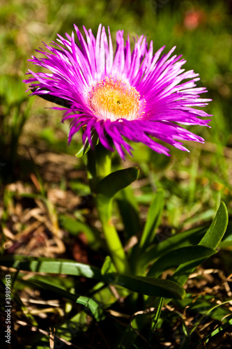 Purple flower in close up