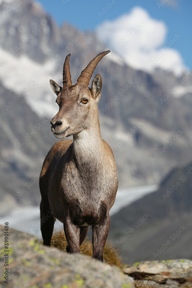 Obraz premium Capra ibex