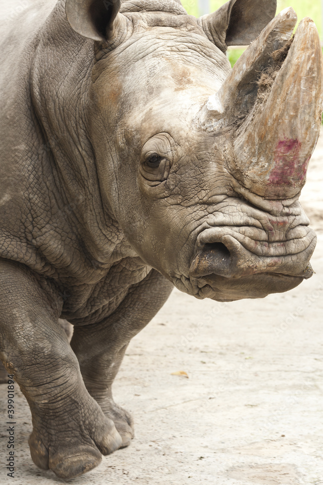 Fototapeta premium Rhinoceros