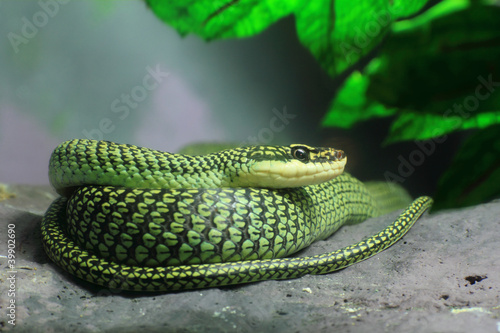 Golden Tree Snake (Chrysopelea ornata) to curl on the rock