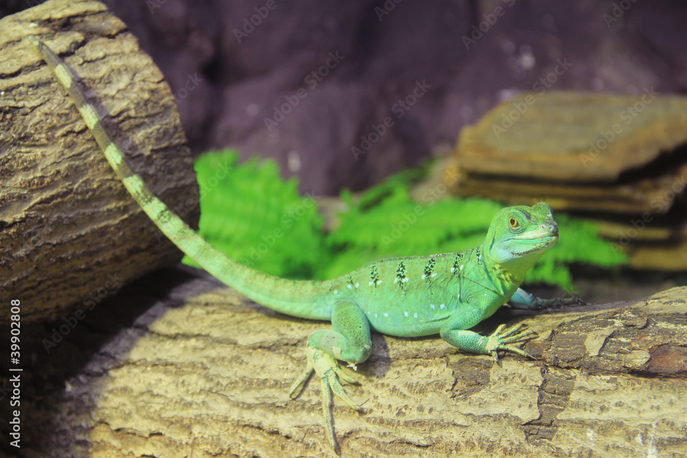 Obraz premium Green Basilisk Lizard (Basiliscus plumifrons)