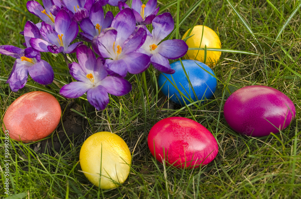 Lila Krokusse und bunte Ostereier Lila Krokusse und bunte Ostereier
