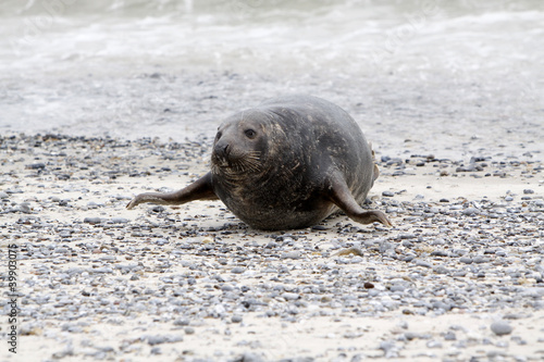 Kegelrobbe am Strand der Helgoländer Düne