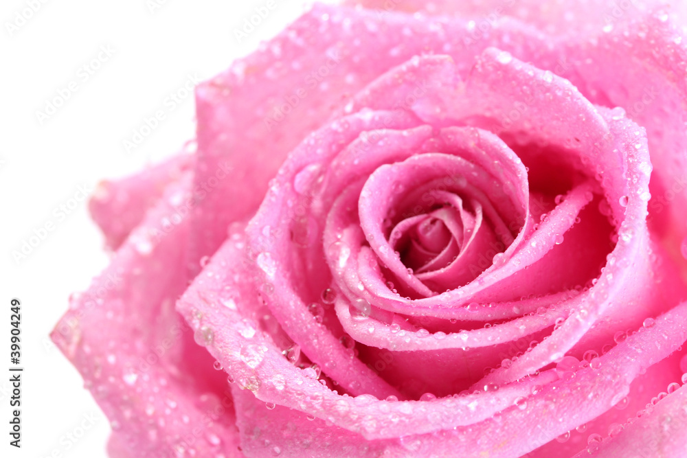 beautiful pink rose with drops close up, isolated on white beautiful pink rose with drops close up, isolated on white