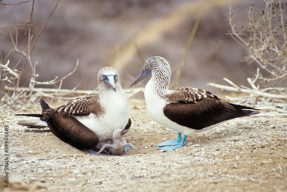 Fototapeta premium Blue-footed boobies, Galapagos Islands, Ecuador