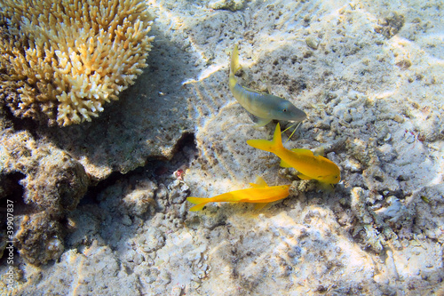 Yellow fishes and coral reef of Red Sea, Egypt