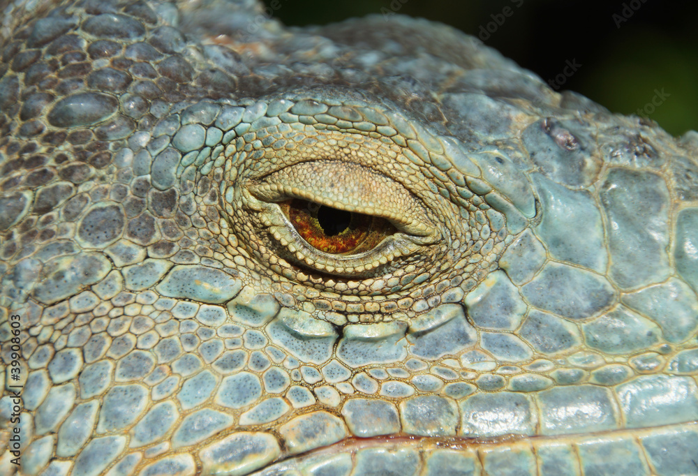 Naklejka premium A close-up image of an eye of a lizard